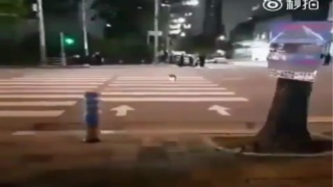 【一只遵守交通规则的猫】红灯停,绿灯行。